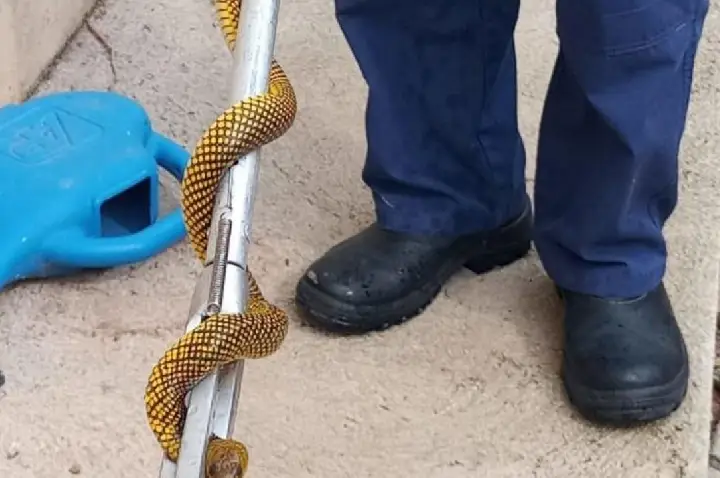 Bombeiros alertam para aumento de acidentes com animais peçonhentos