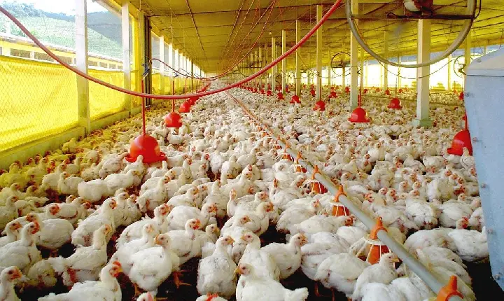 Exportações de carne de frango batem recorde em fevereiro de 2025