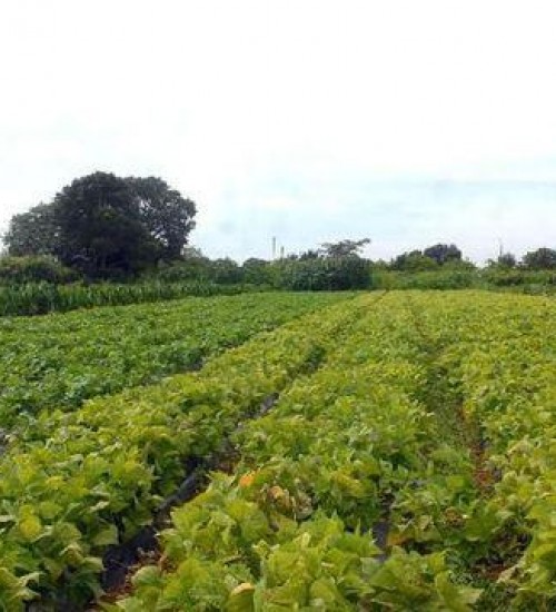 Senado aprova auxílio emergencial para agricultores familiares.