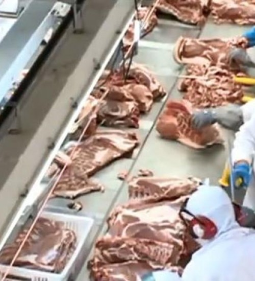 Santa Catarina lidera exportação de carne suína.