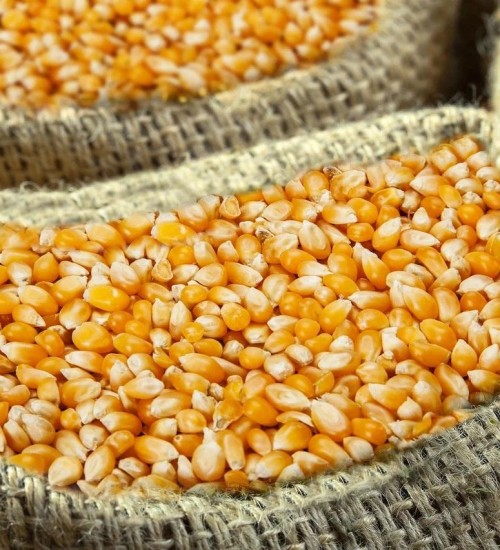 Produtores seguram vendas e preços do milho sobem em maio.