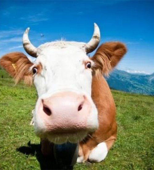 Belmonte registra caso de raiva em bovino