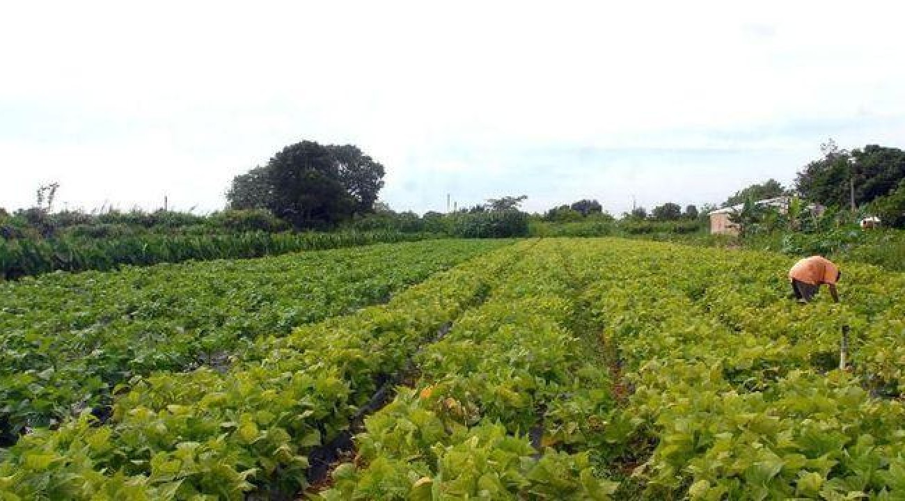 Senado aprova auxílio emergencial para agricultores familiares.