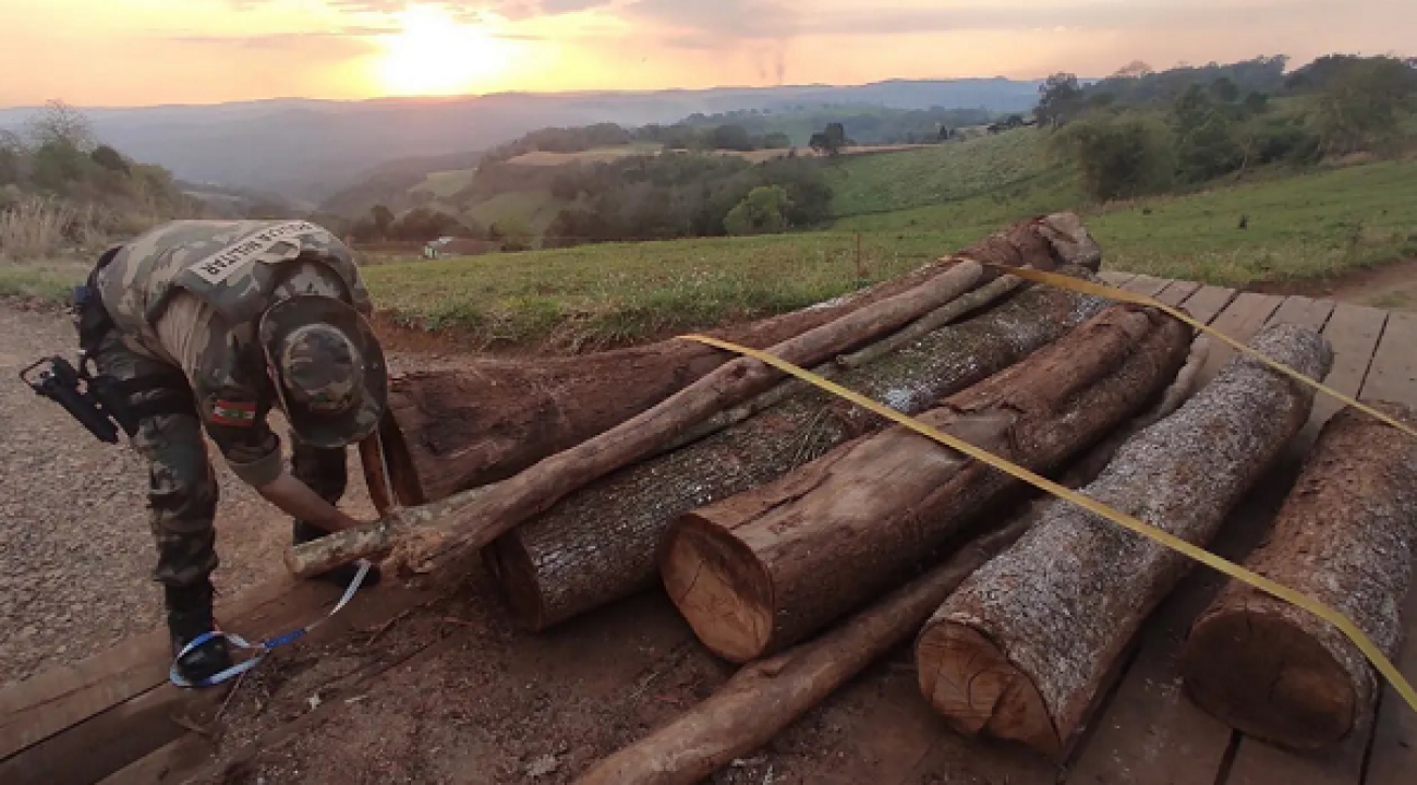 Polícia Militar Ambiental apreende carga de madeira nativa.