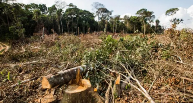 Brasil é O País Que Mais Desmata Florestas Tropicais No Mundo, Diz ONG ...